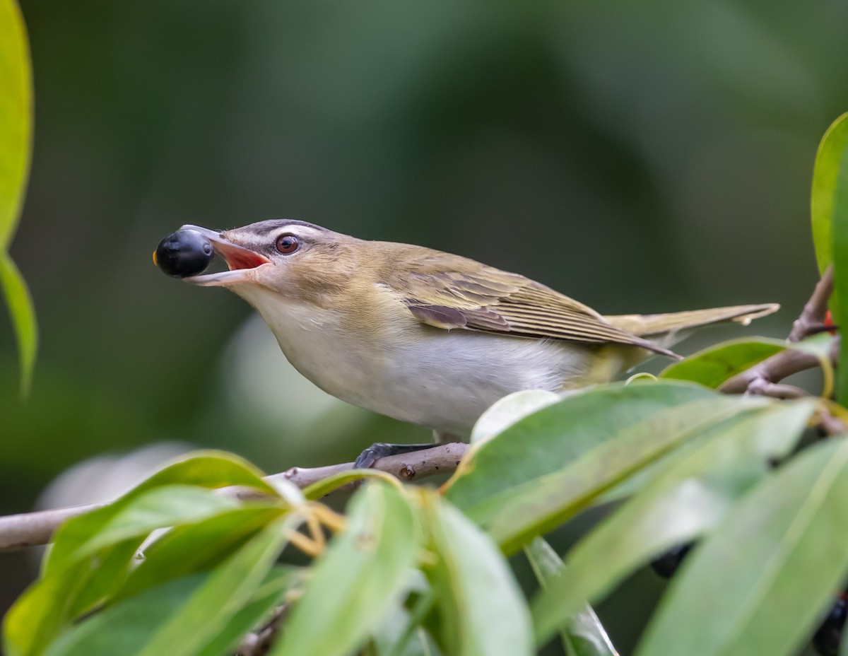 Red-eyed Vireo - ML643731179