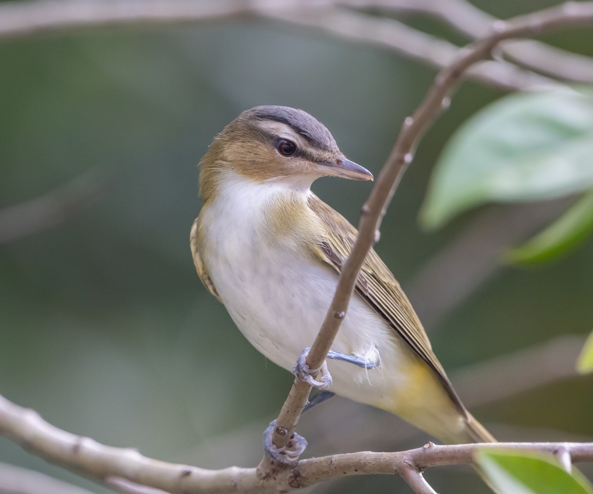 Red-eyed Vireo - ML643731180