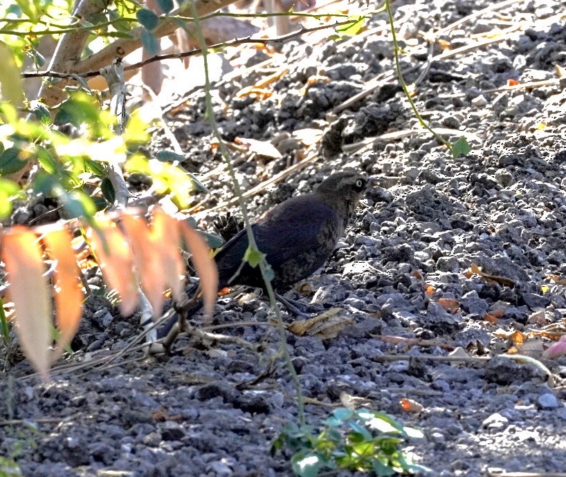 Rusty Blackbird - ML643731202