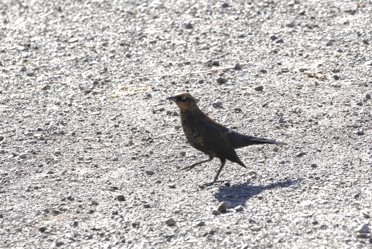 Rusty Blackbird - ML643731203
