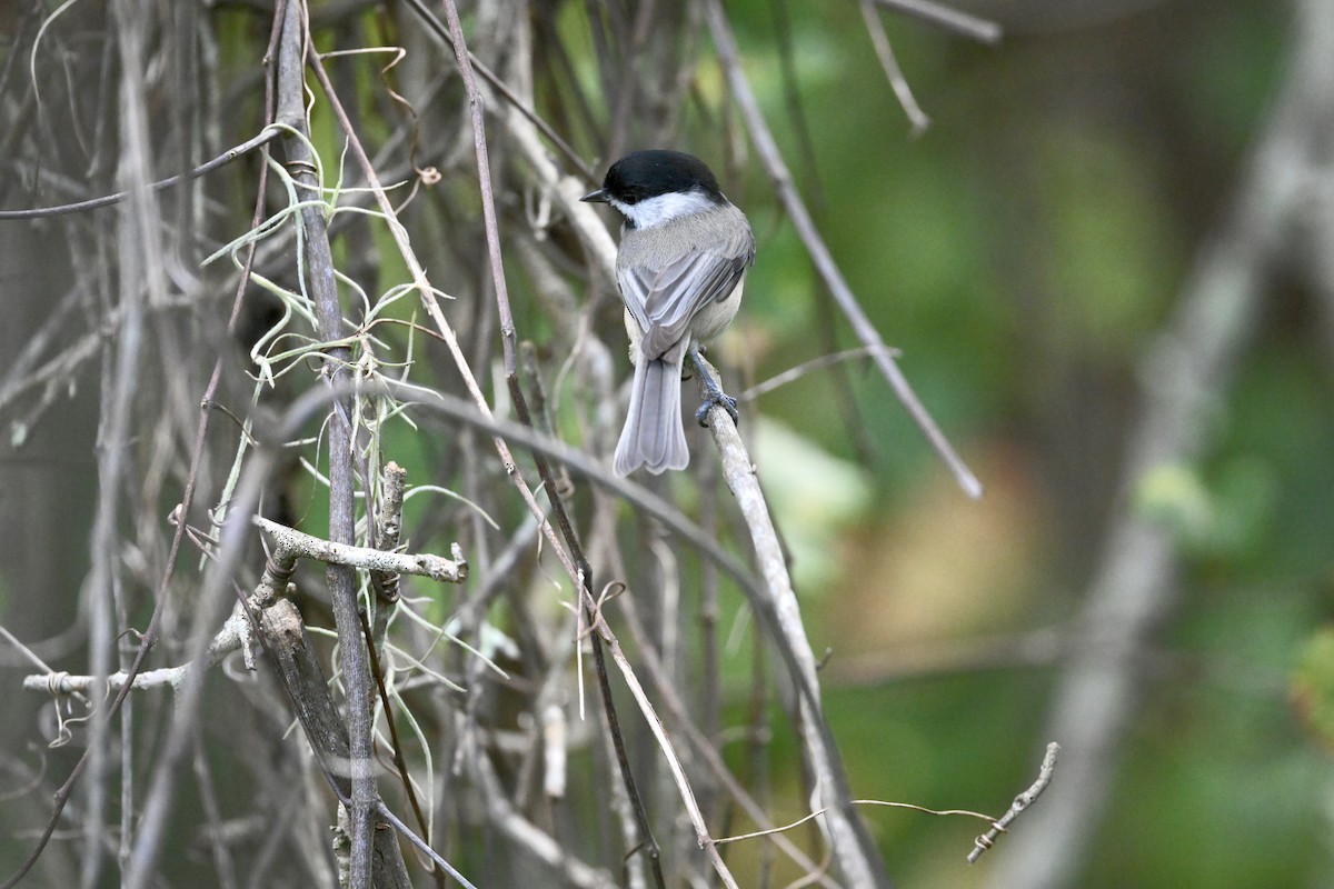 Carolina Chickadee - ML643731205