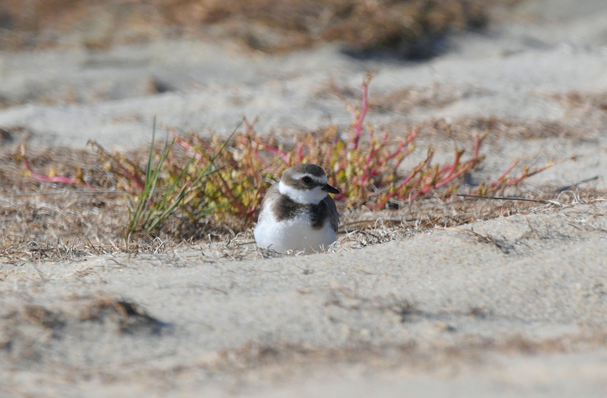 Semipalmated Plover - ML643731209