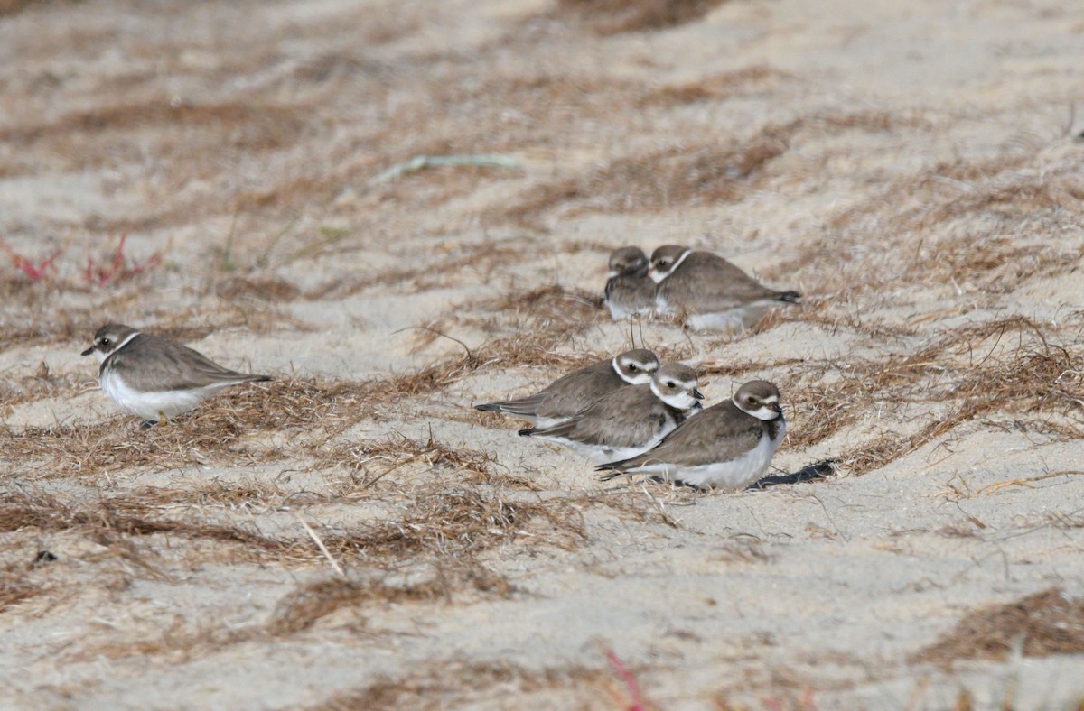 Semipalmated Plover - ML643731210