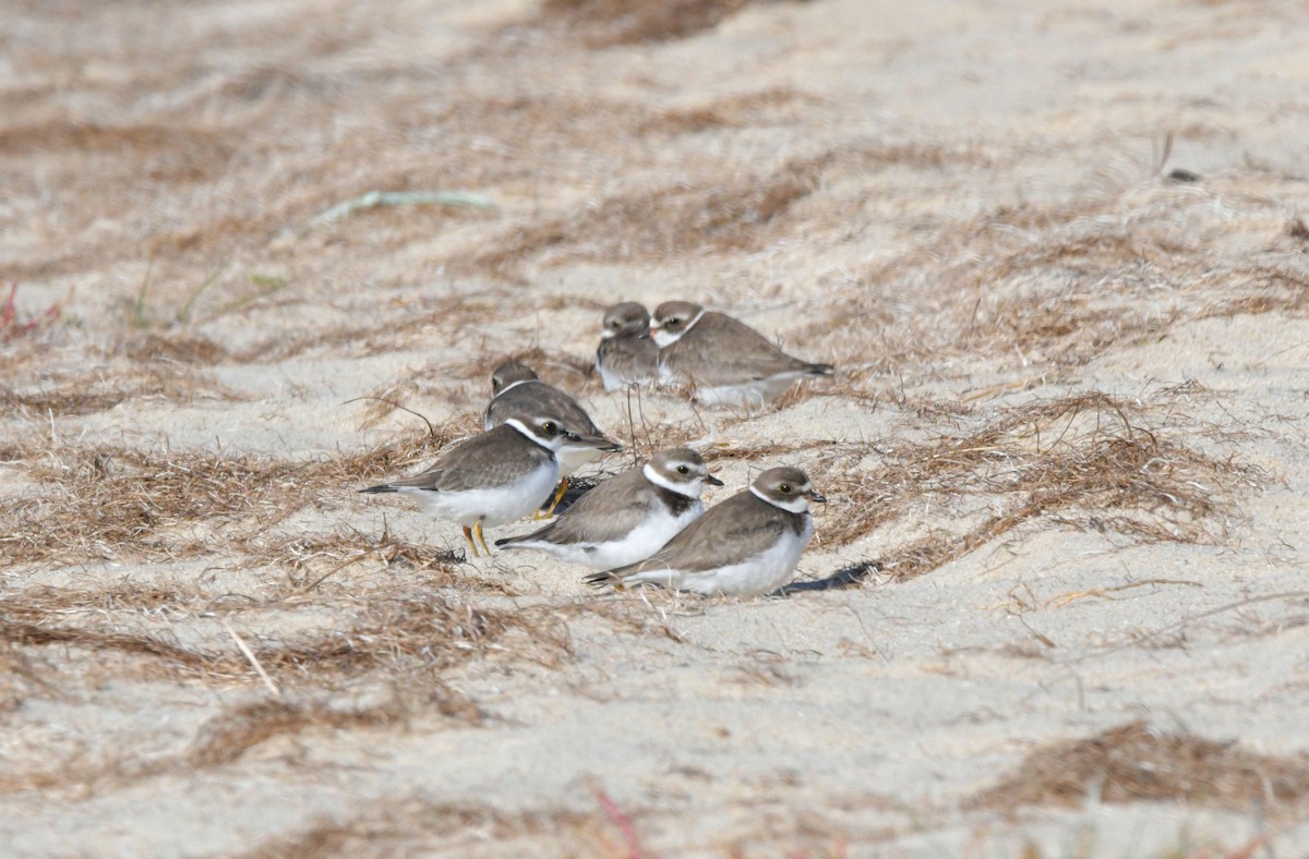 Semipalmated Plover - ML643731211