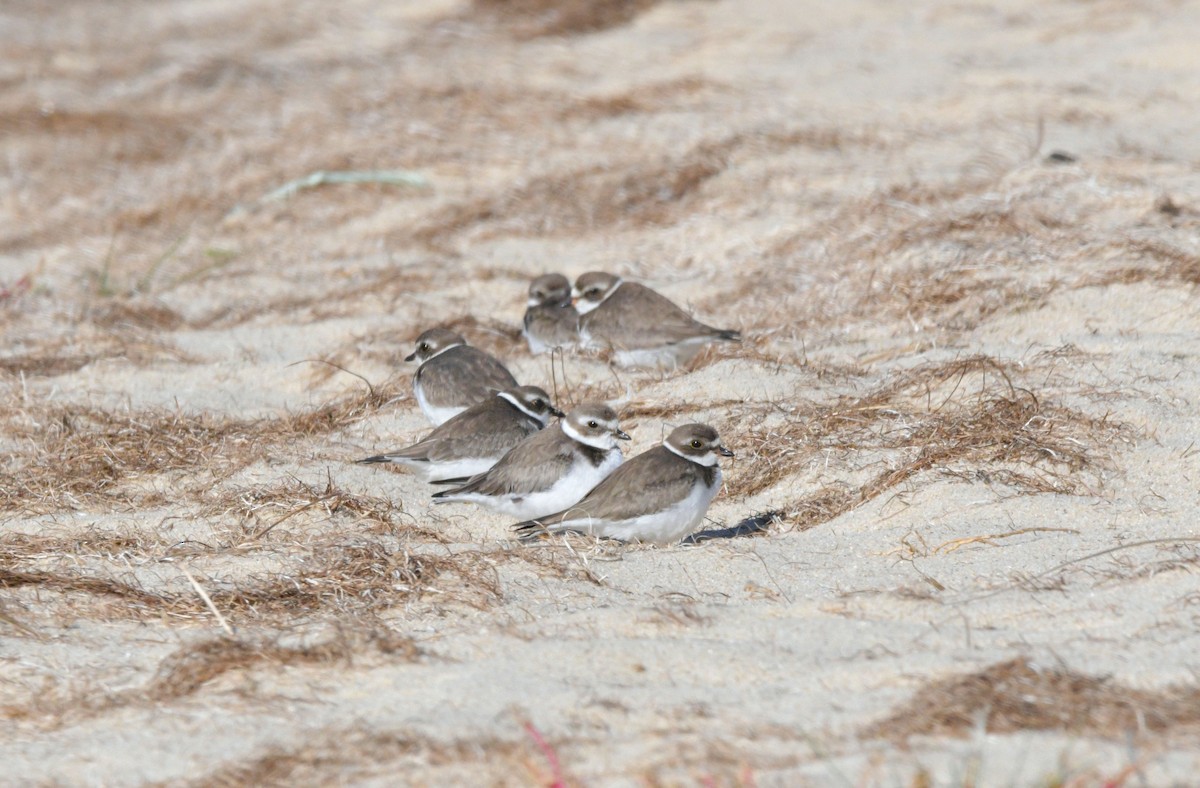 Semipalmated Plover - ML643731212