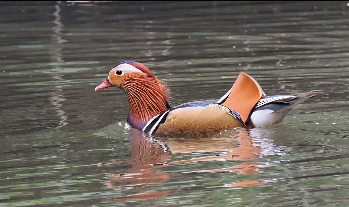 Mandarin Duck - ML643731222
