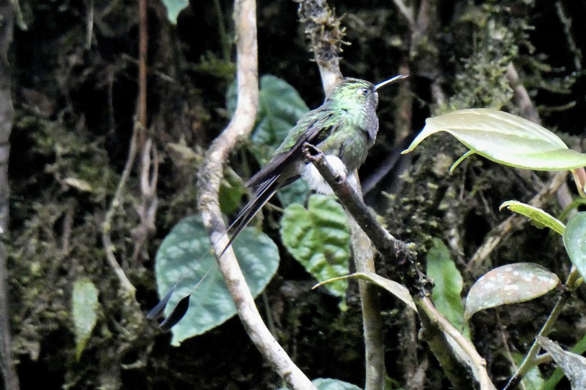 White-booted Racket-tail - ML643731246
