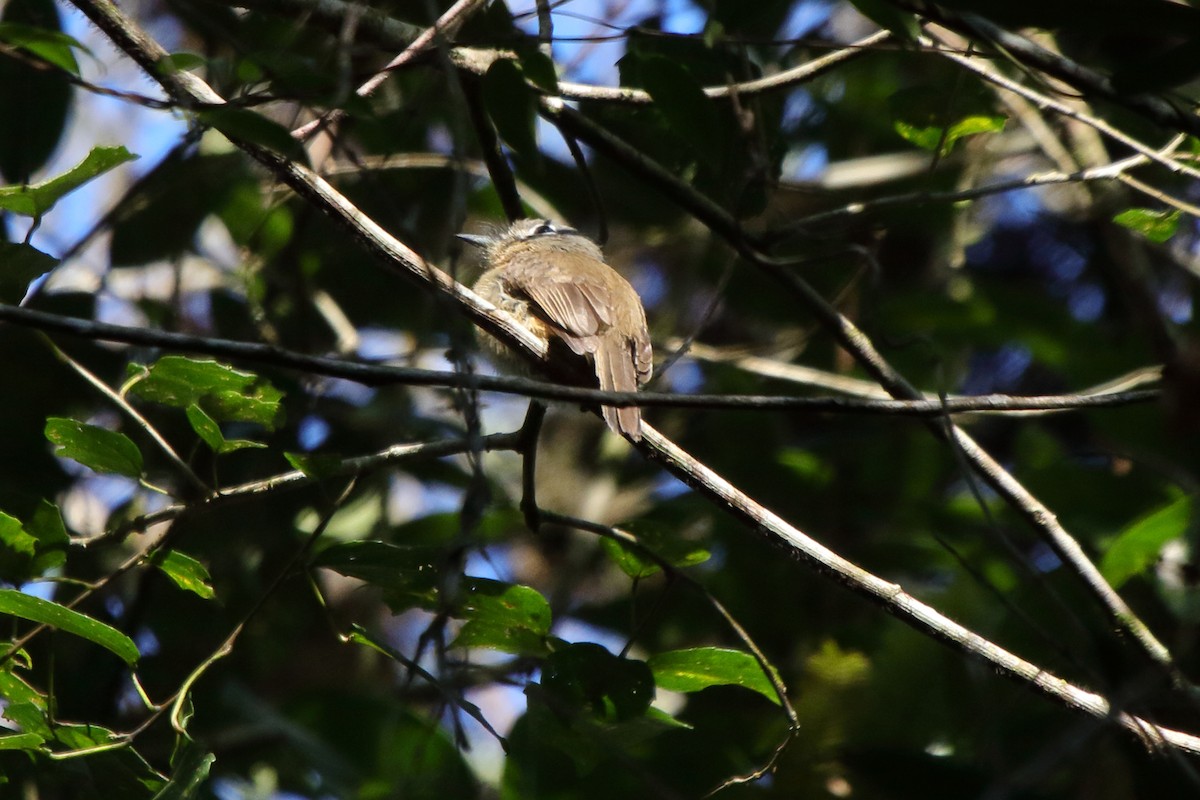 Rusty-breasted Nunlet - ML643731285