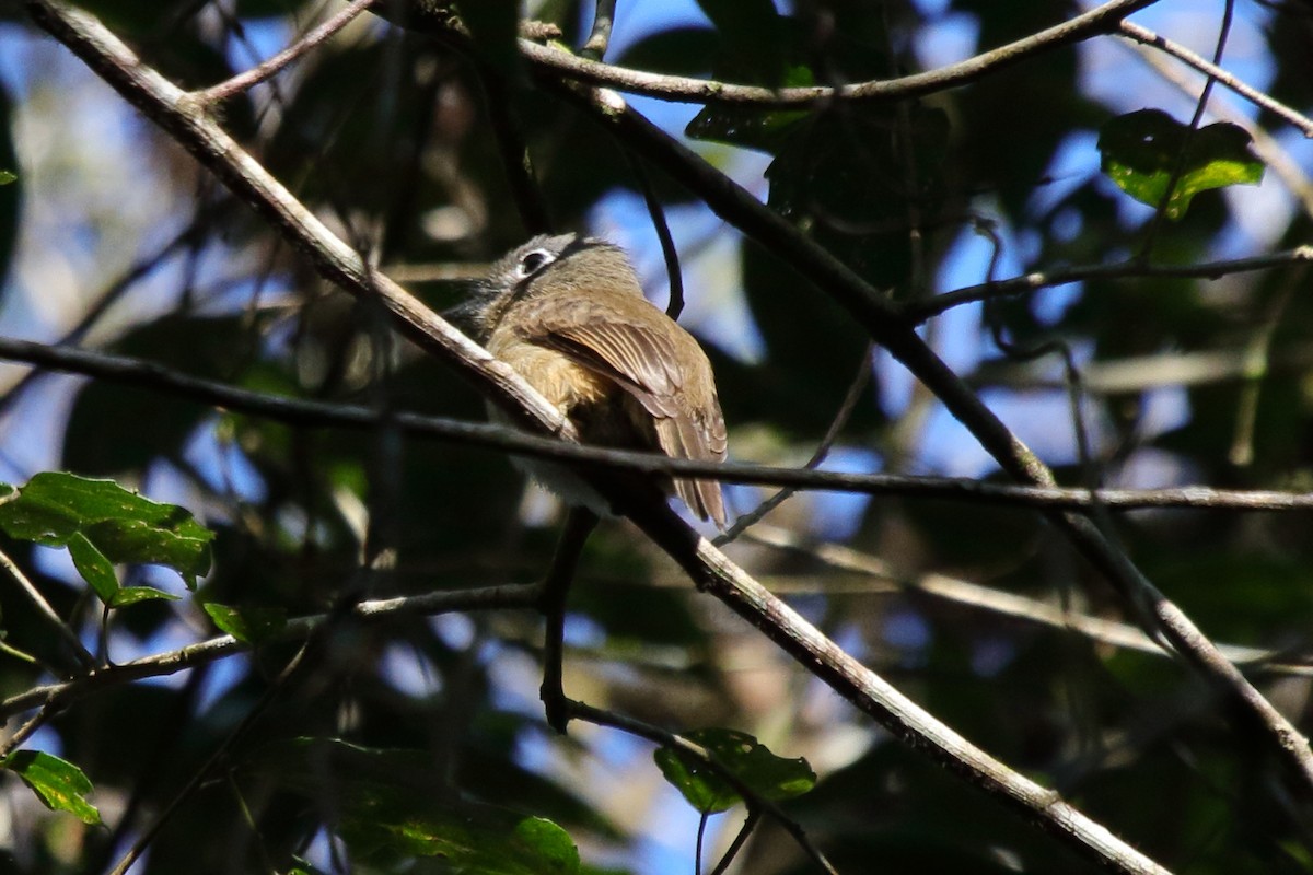 Rusty-breasted Nunlet - ML643731287