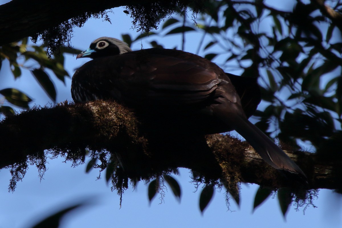 Black-fronted Piping-Guan - ML643731311
