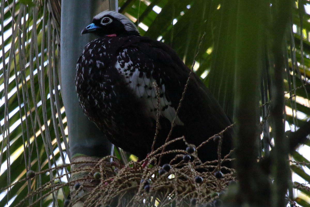 Black-fronted Piping-Guan - ML643731312