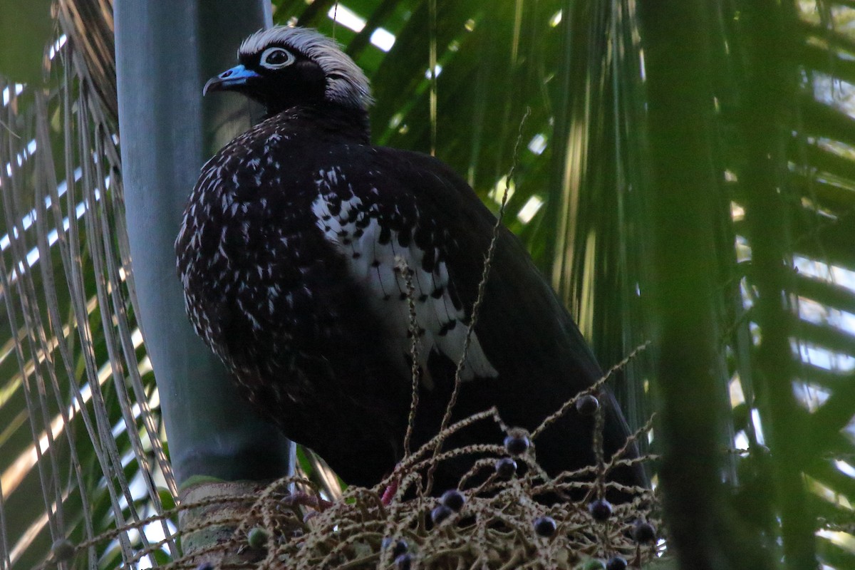 Black-fronted Piping-Guan - ML643731313