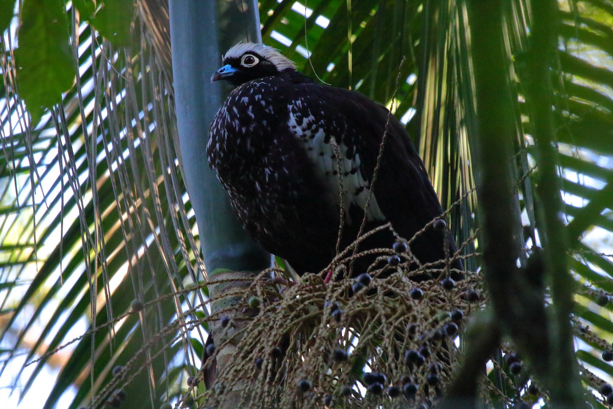 Black-fronted Piping-Guan - ML643731314