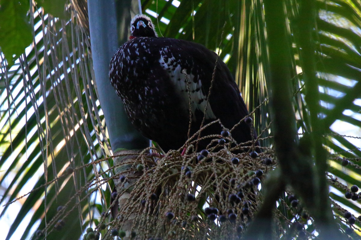 Black-fronted Piping-Guan - ML643731315