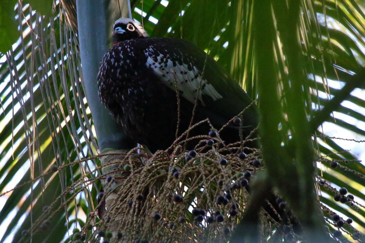 Black-fronted Piping-Guan - ML643731316
