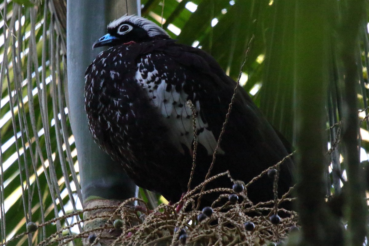 Black-fronted Piping-Guan - ML643731317