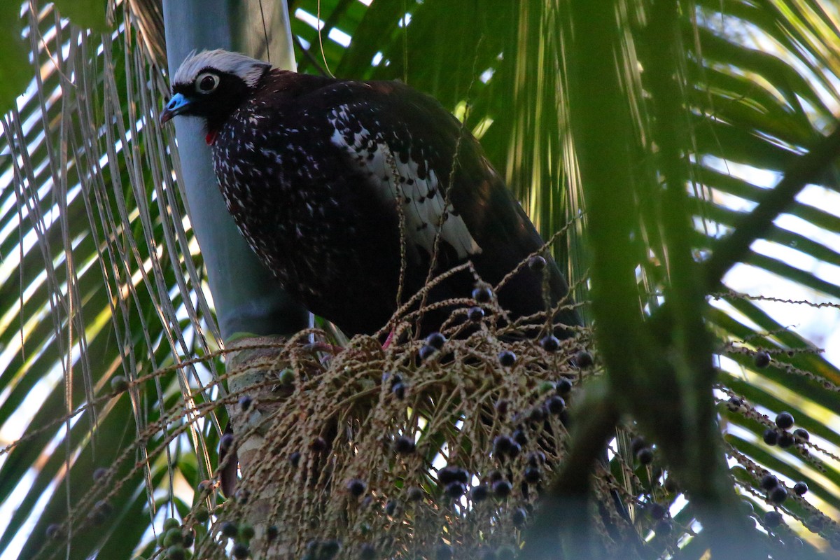Black-fronted Piping-Guan - ML643731318