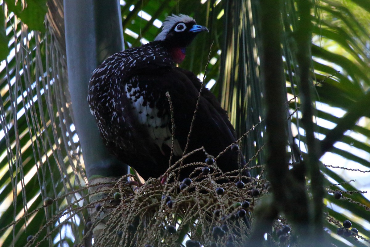 Black-fronted Piping-Guan - ML643731319