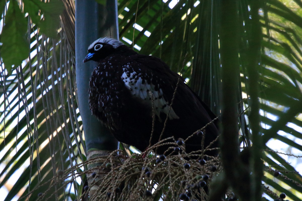 Black-fronted Piping-Guan - ML643731322