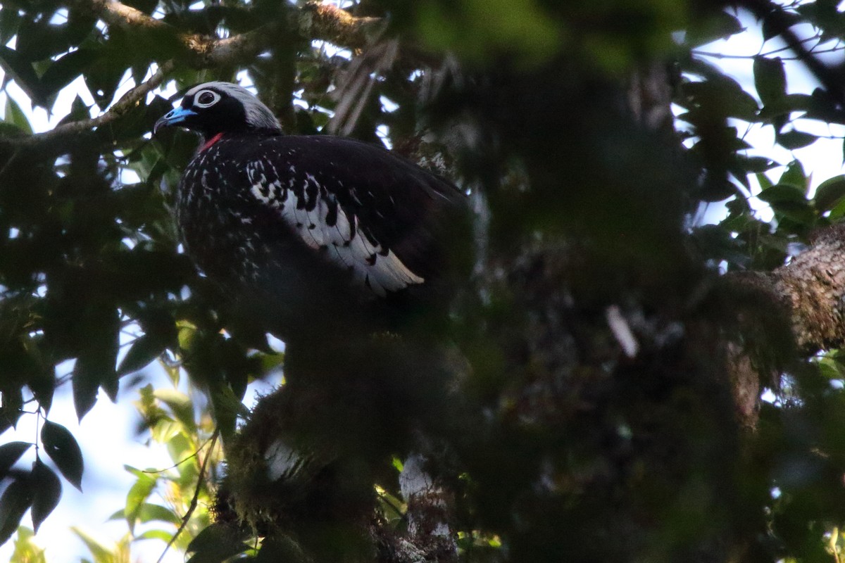 Black-fronted Piping-Guan - ML643731323