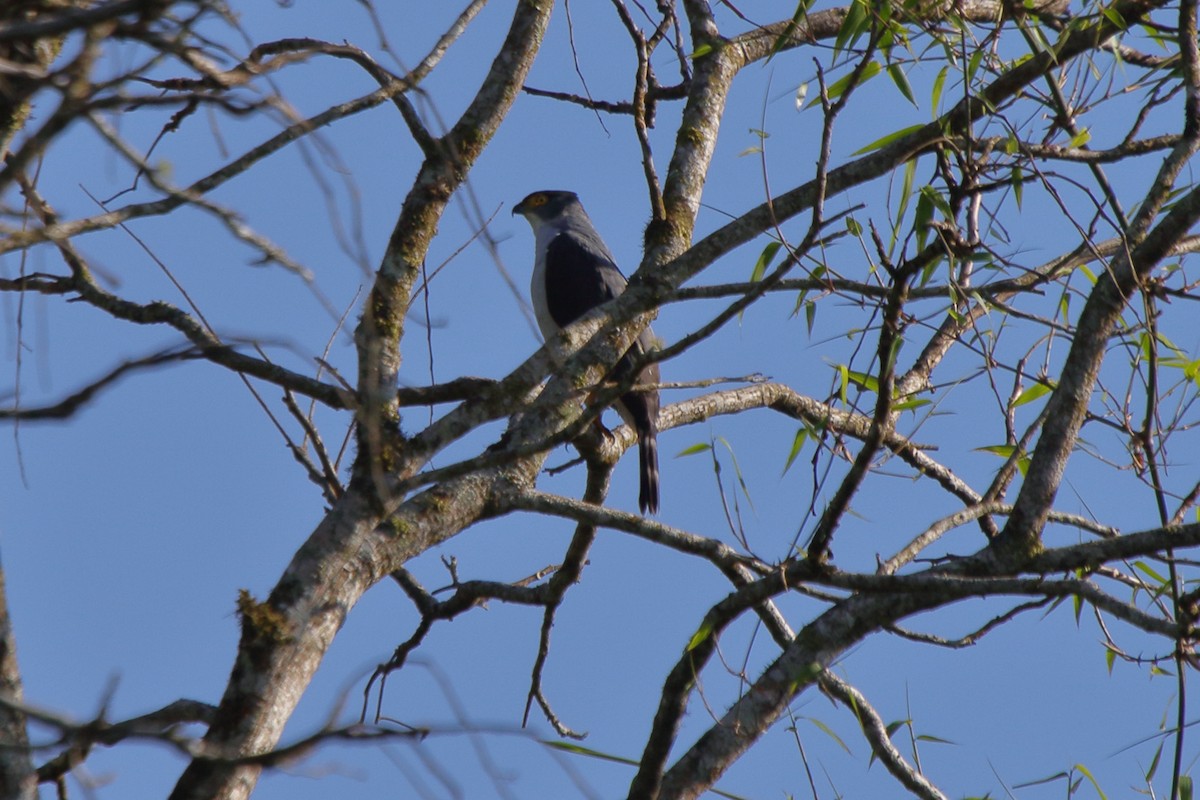 Gray-bellied Hawk - ML643731337