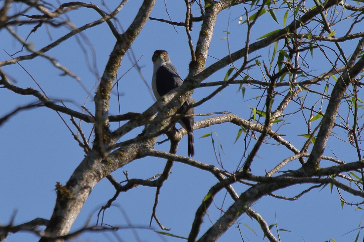 Gray-bellied Hawk - ML643731339