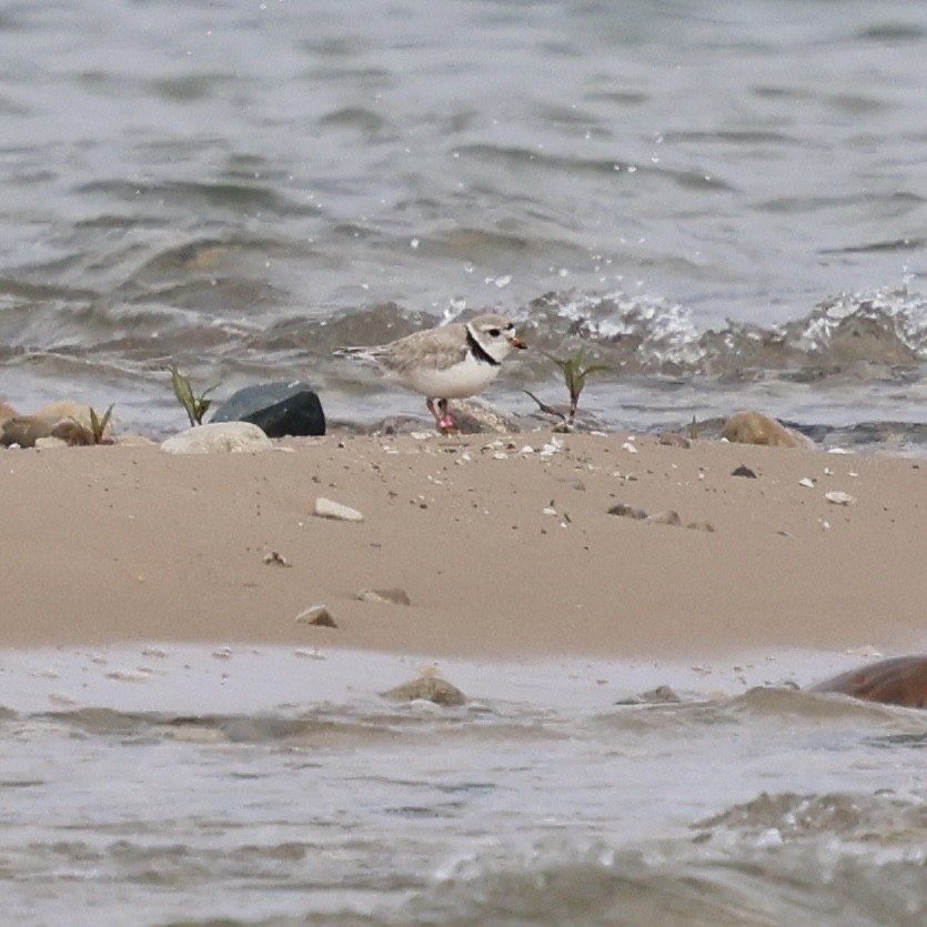 Piping Plover - ML643731342