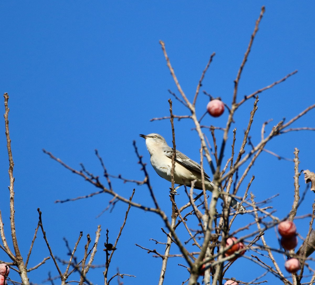 Northern Mockingbird - ML643731343