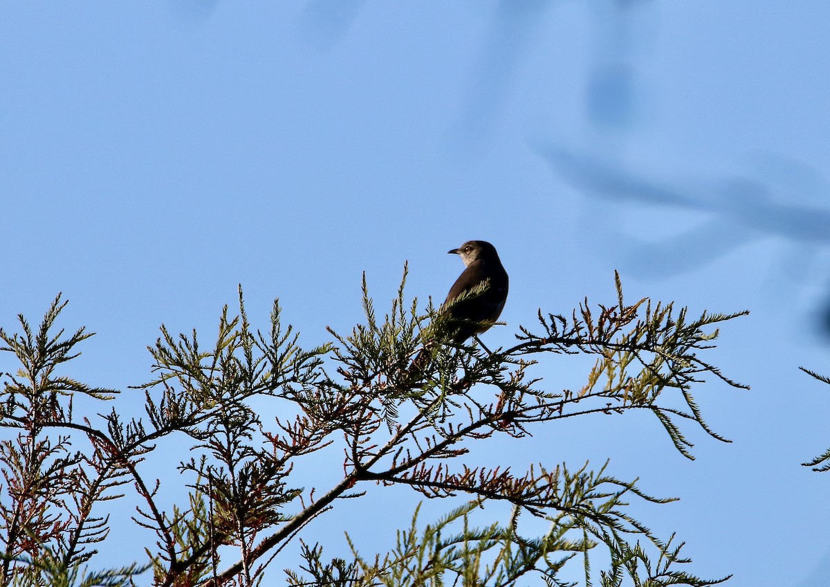 Northern Mockingbird - ML643731344