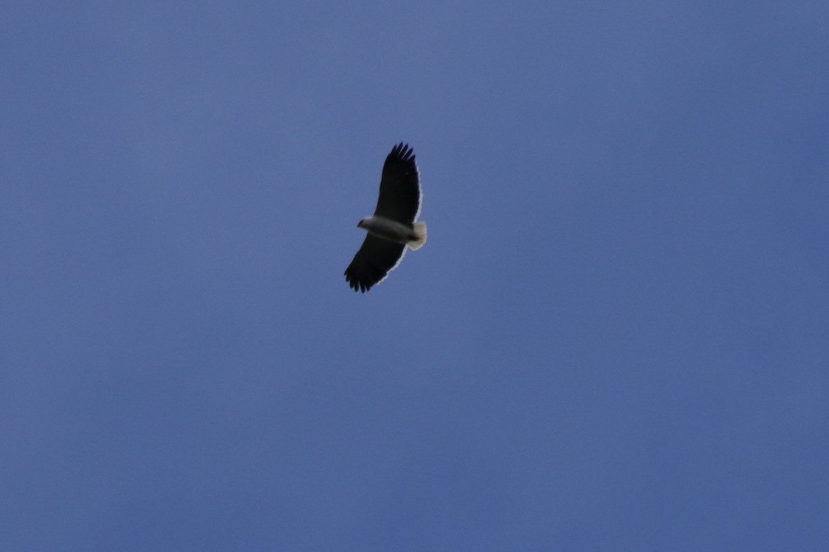 Mantled Hawk - ML643731356