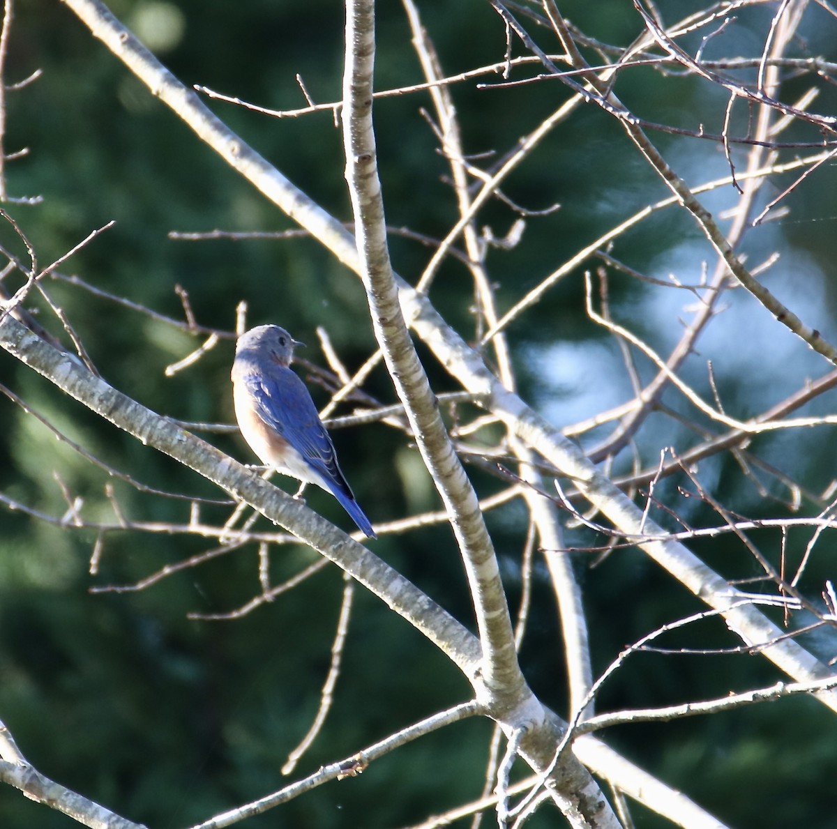 Eastern Bluebird - ML643731367