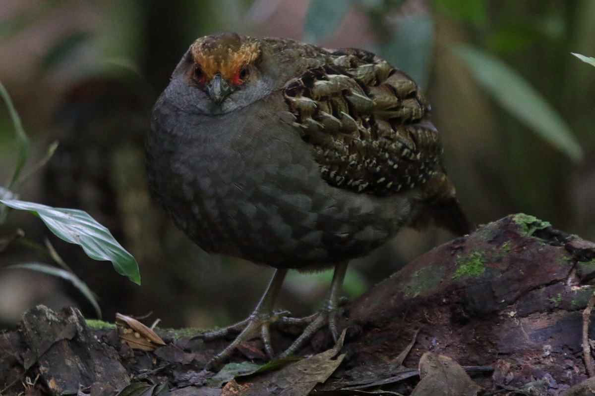 Spot-winged Wood-Quail - ML643731371