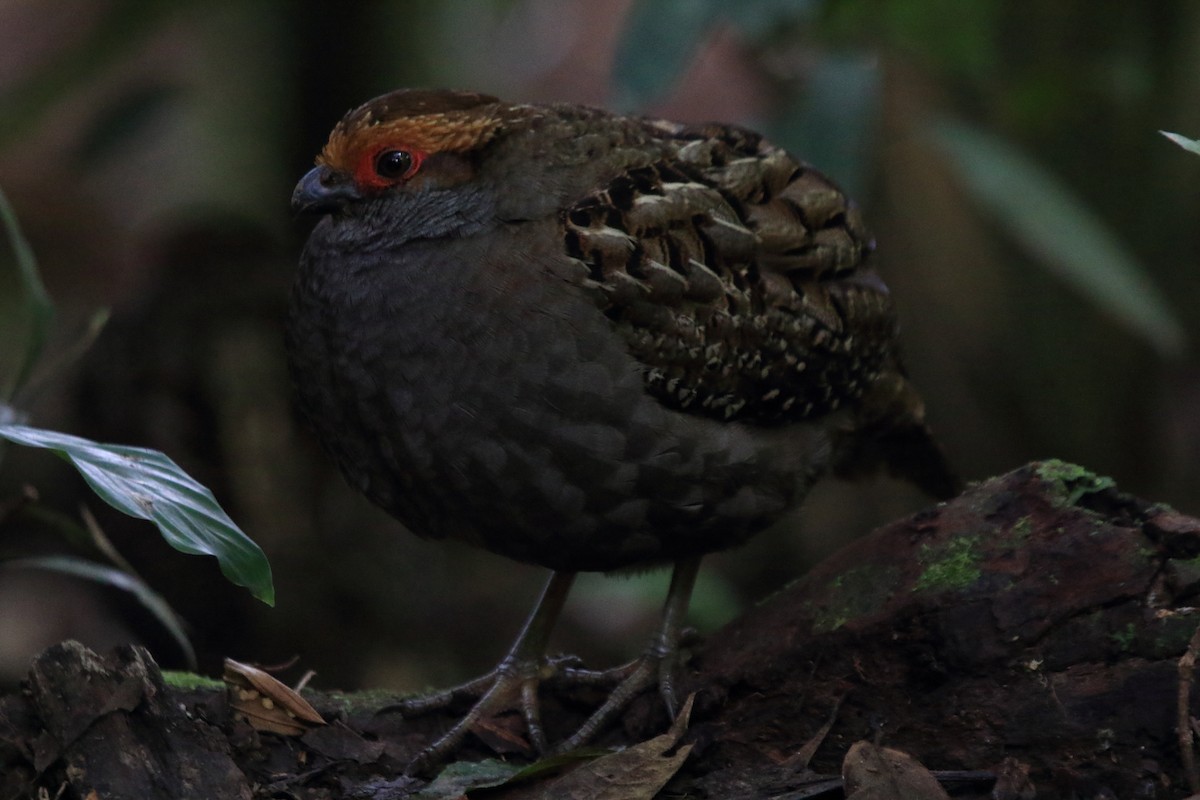 Spot-winged Wood-Quail - ML643731372