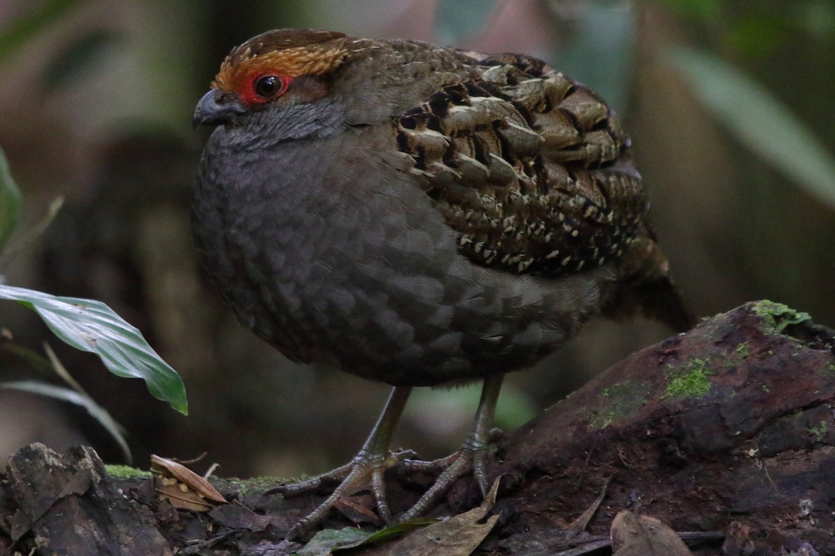Spot-winged Wood-Quail - ML643731373