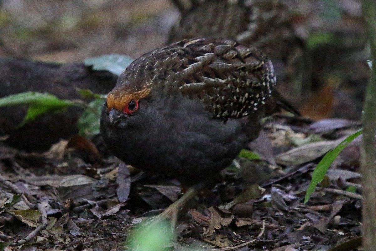 Spot-winged Wood-Quail - ML643731374