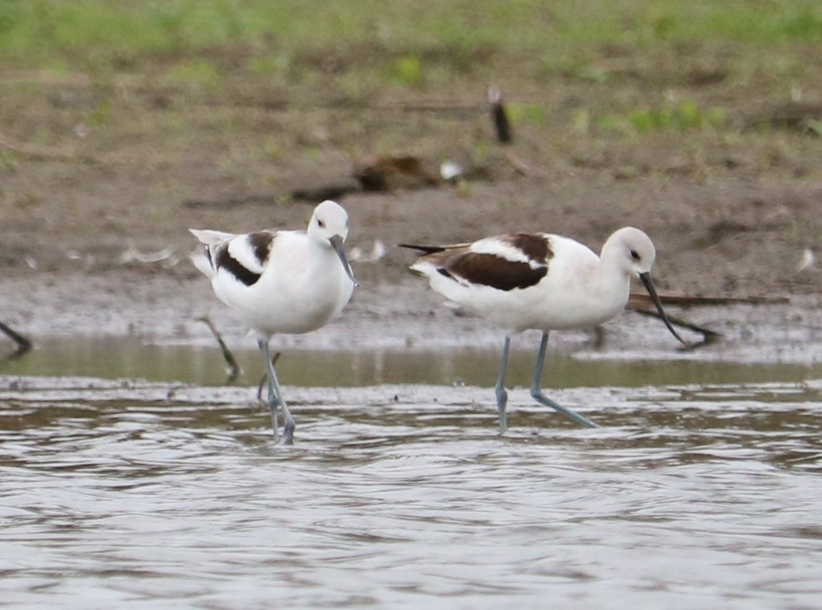 American Avocet - ML643731410