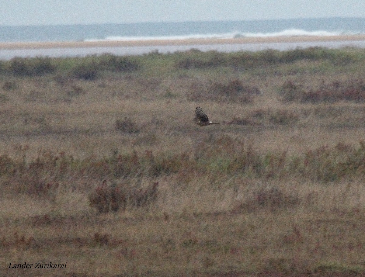 灰澤鵟 - ML643731414