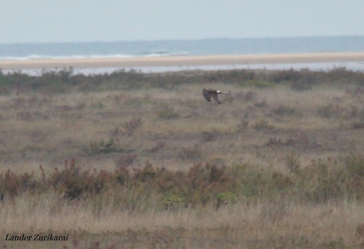 灰澤鵟 - ML643731415