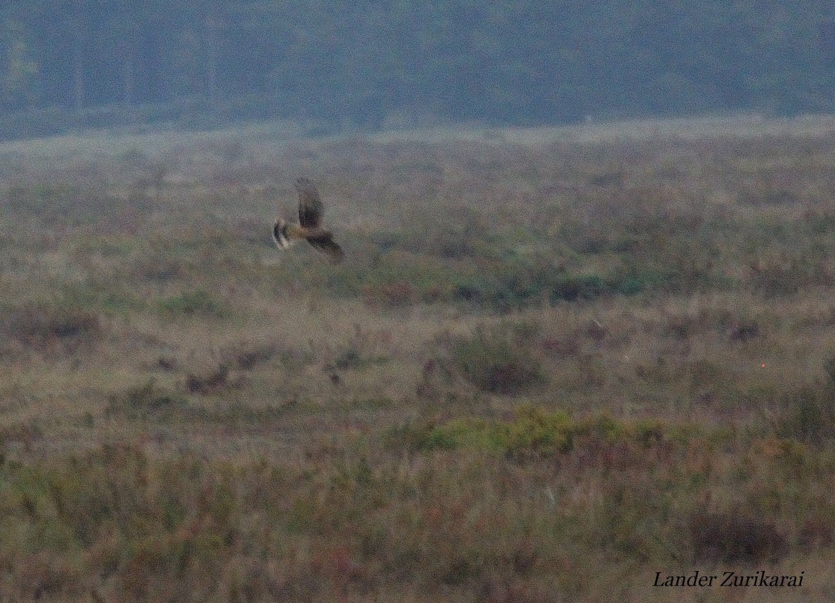 灰澤鵟 - ML643731416