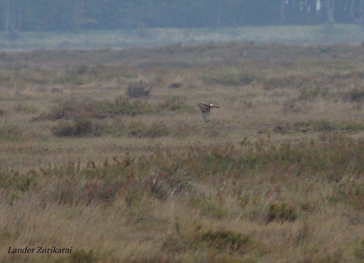 灰澤鵟 - ML643731417