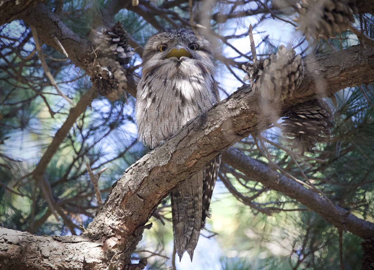 Tawny Frogmouth - David  Tytherleigh