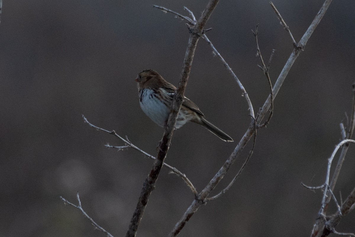 Harris's Sparrow - ML643731439