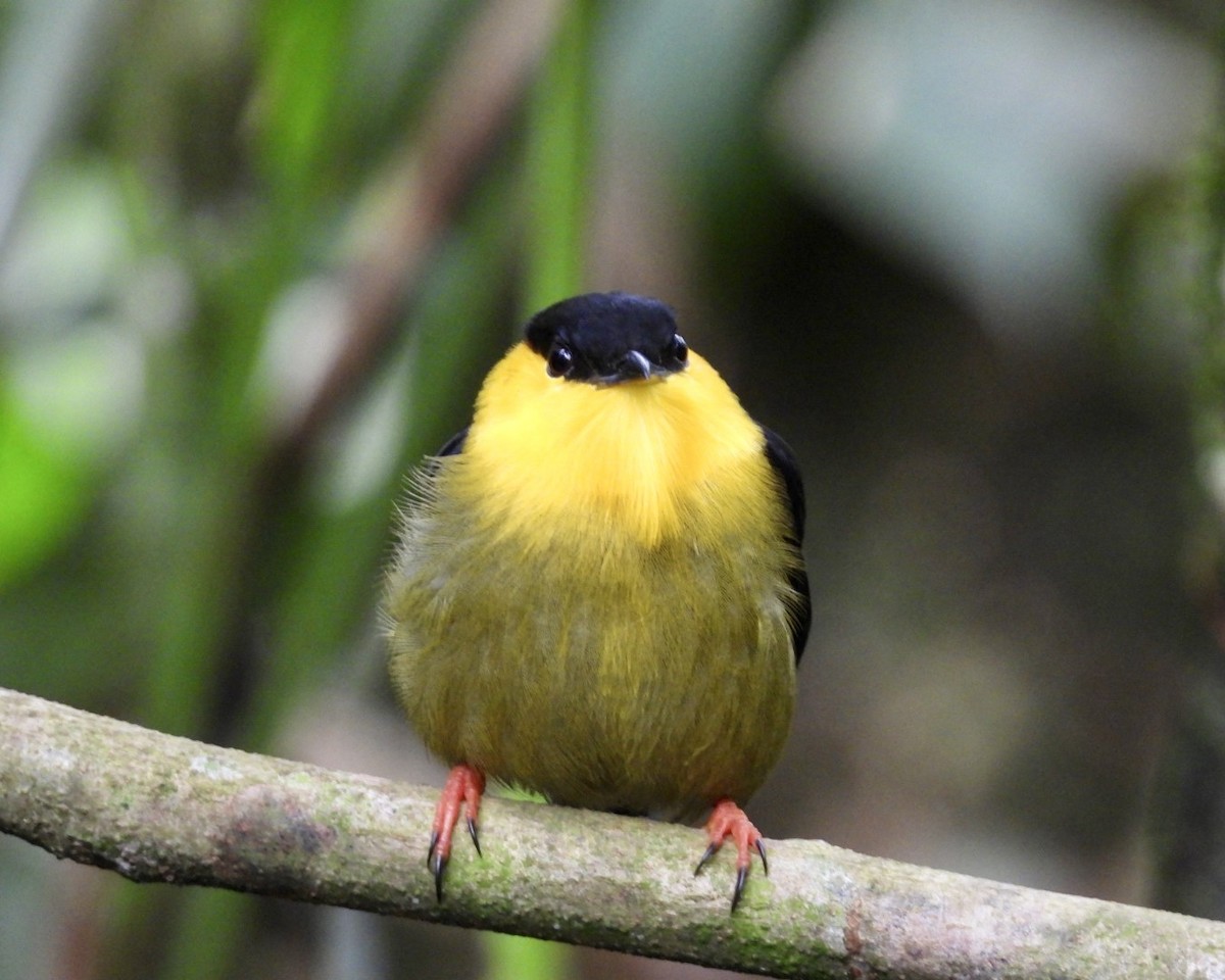 Manakin à col d'or - ML643731441