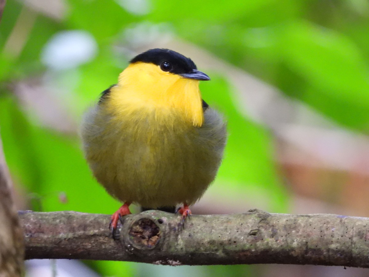 Manakin à col d'or - ML643731443