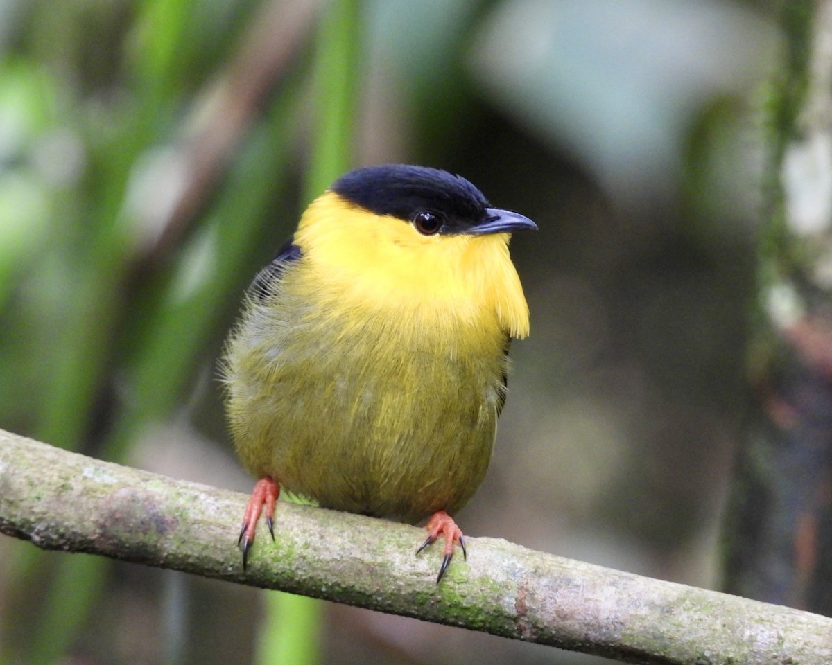 Manakin à col d'or - ML643731444