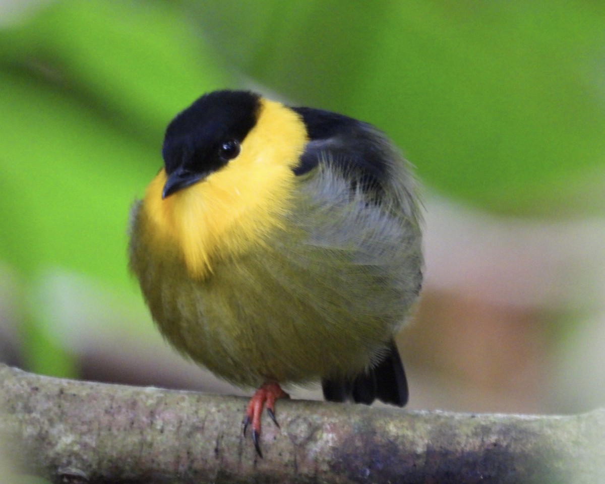 Manakin à col d'or - ML643731447