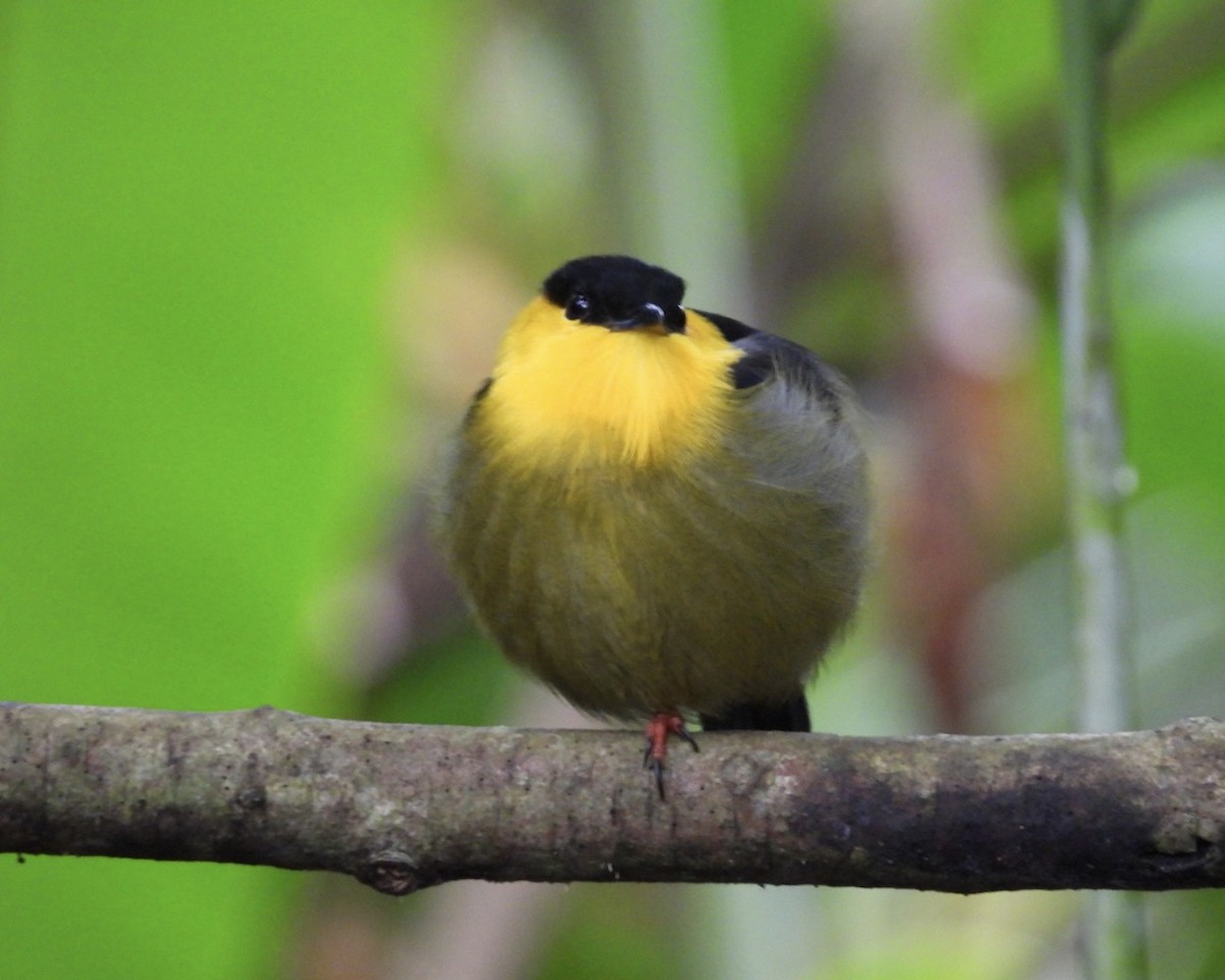 Manakin à col d'or - ML643731453
