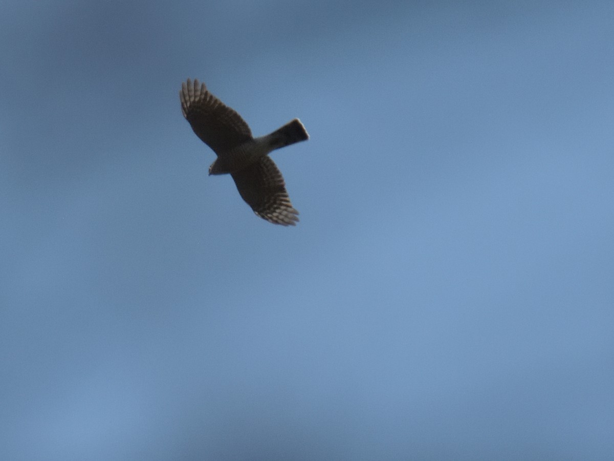 Sharp-shinned Hawk - ML643731455