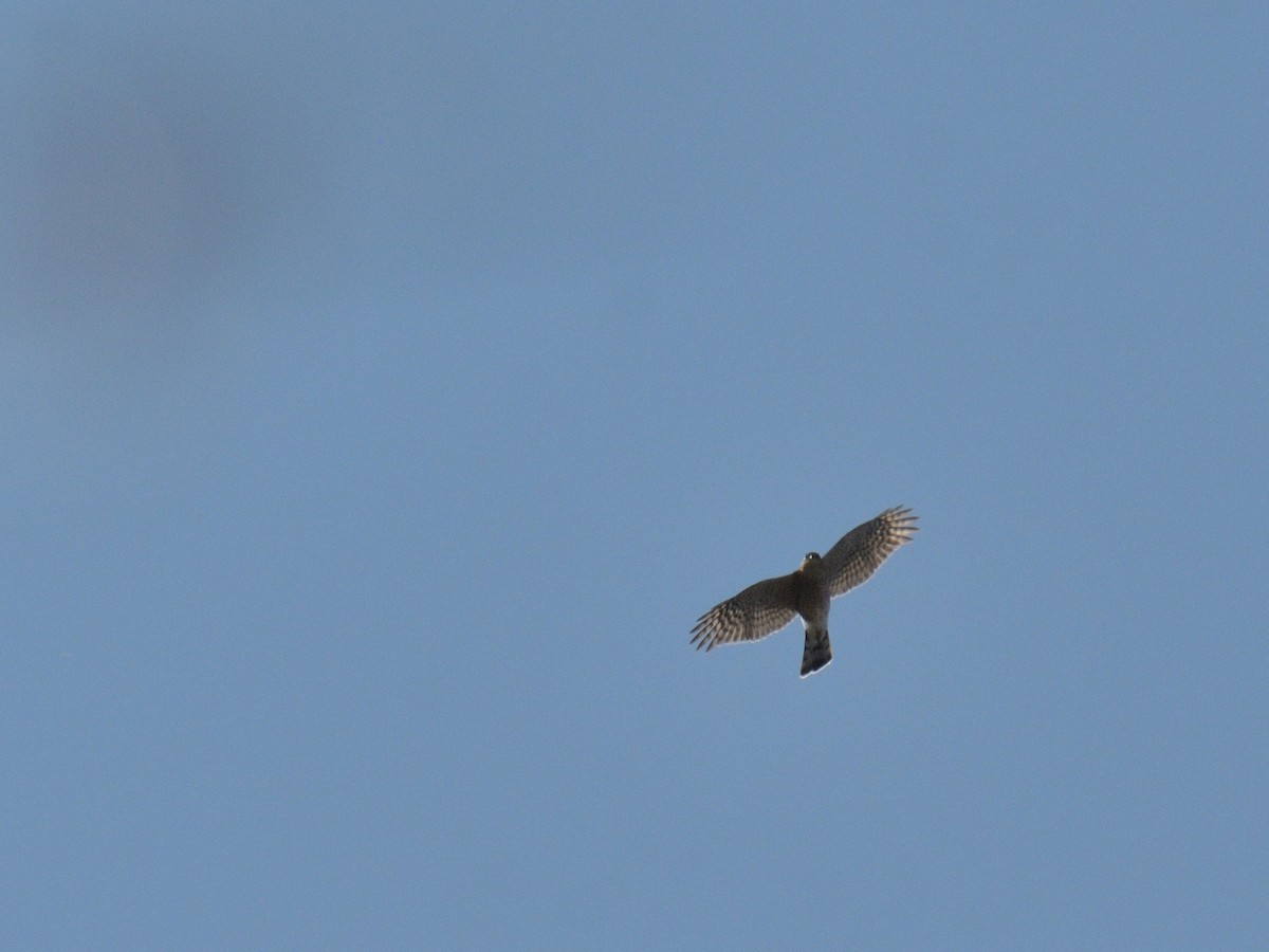 Sharp-shinned Hawk - ML643731456