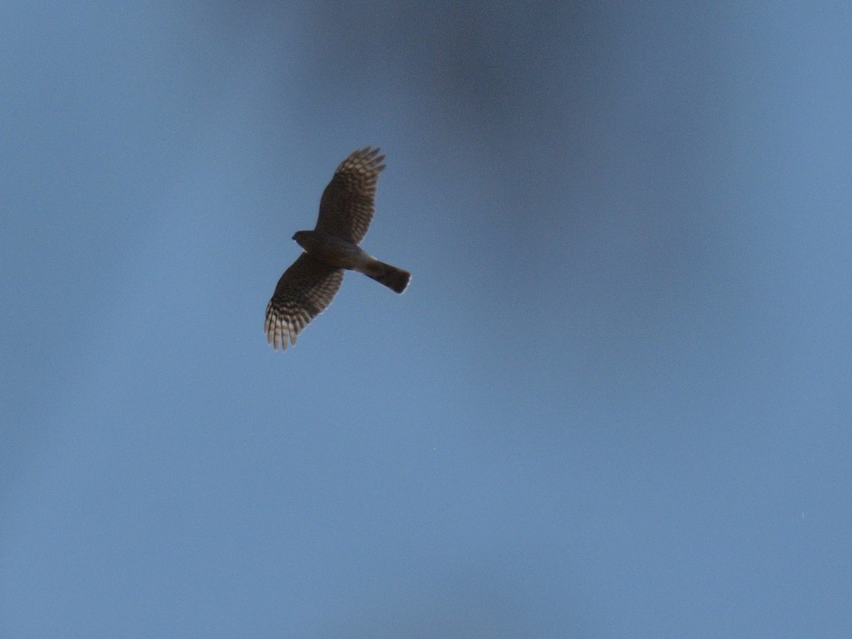 Sharp-shinned Hawk - ML643731457